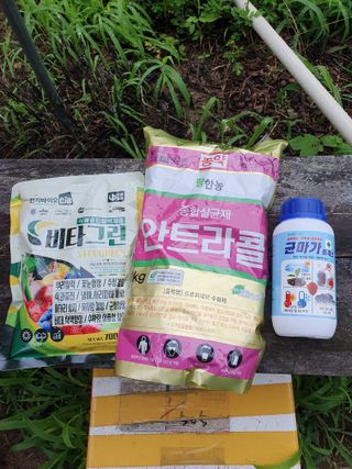 서선옥님의 감 · 영농일지 작성글 사진