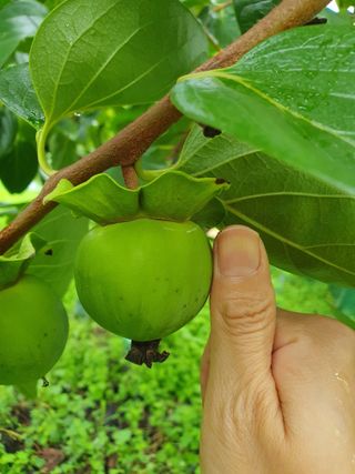 서선옥님의 감 · 영농일지 작성글 사진