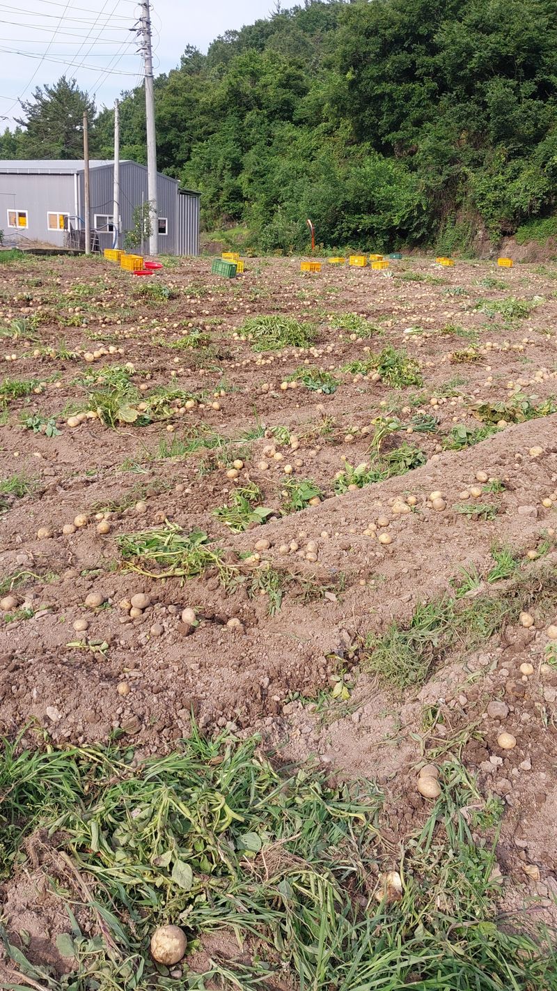 장터 상품 [감자 10키로] 썸네일