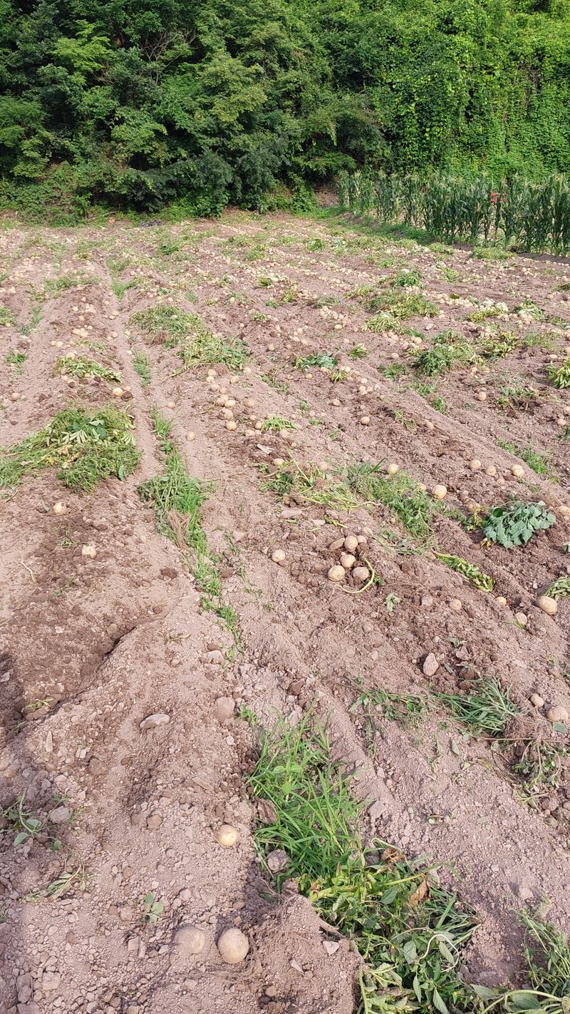 손경식드림농장님의 장터 판매 상품 [감자 10키로] 첨부 사진