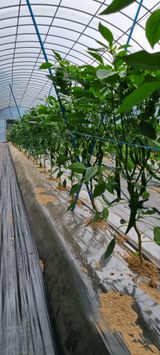 팜모닝 고추·영농일지 게시글 이미지