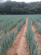 팜모닝 자유주제·자유게시판 게시글 이미지