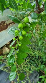 팜모닝 기타작물·영농일지 게시글 이미지