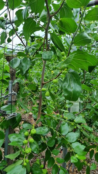 오학봉(멀티팜)님의 기타작물 · 영농일지 작성글 사진