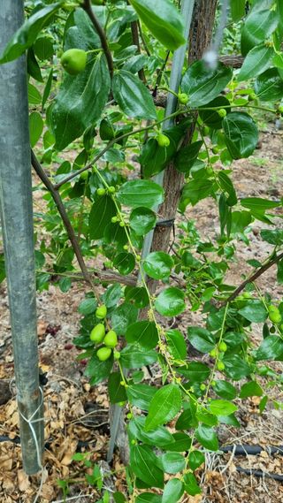 오학봉(멀티팜)님의 기타작물 · 영농일지 작성글 사진