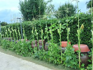 아삭이고추님의 자유주제 · 자유게시판 작성글 사진