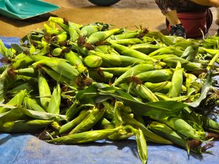 홍성덕님의 옥수수 · 영농일지 작성글 사진