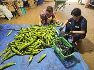 홍성덕님의 옥수수 · 영농일지 작성글 사진