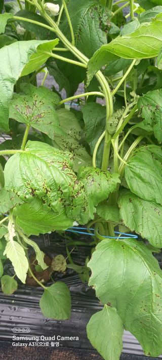 복권님의 참깨 · 병해충상담 작성글 사진