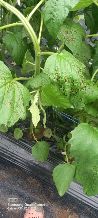 복권님의 참깨 · 병해충상담 작성글 사진