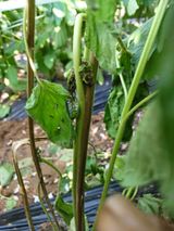 팜모닝 참깨·병해충상담 게시글 이미지