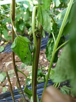 오영님의 참깨 · 병해충상담 작성글 사진