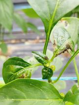 팜모닝 고추·병해충상담 게시글 이미지