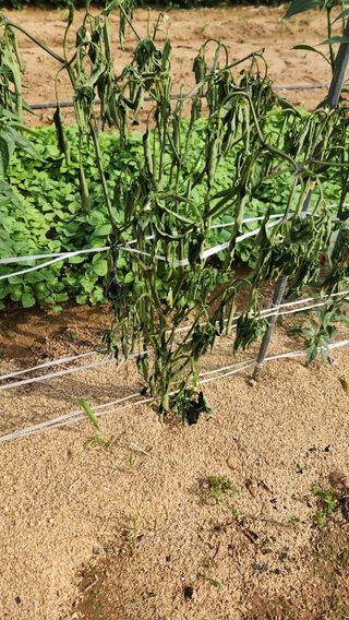 고추7938님의 고추 · 병해충상담 작성글 사진