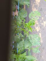 팜모닝 고추·병해충상담 게시글 이미지