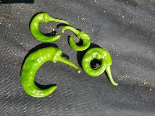 알 수 없음님의 농사, 무엇이든 물어보세요! · 참여글 작성글 사진