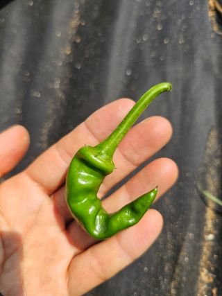 알 수 없음님의 농사, 무엇이든 물어보세요! · 참여글 작성글 사진