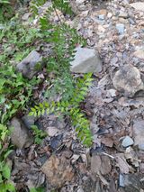 팜모닝 기타작물·영농일지 게시글 이미지