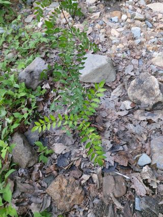 이상돈님의 기타작물 · 영농일지 작성글 사진