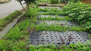 삼례텃밭지기님의 들깨 · 영농일지 작성글 사진