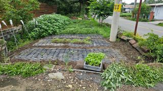 삼례텃밭지기님의 들깨 · 영농일지 작성글 사진