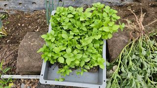 삼례텃밭지기님의 들깨 · 영농일지 작성글 사진