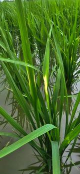 팜모닝 벼·병해충상담 게시글 이미지