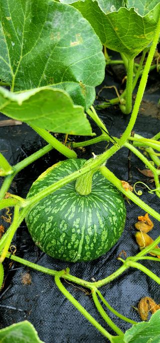 범이님의 🎉상반기 결산 자랑하기 · 참여글 작성글 사진