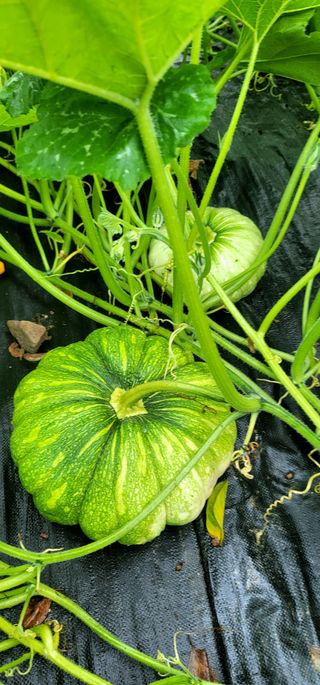 범이님의 🎉상반기 결산 자랑하기 · 참여글 작성글 사진