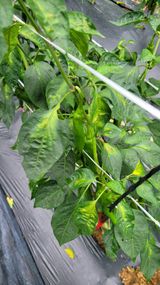 팜모닝 고추·병해충상담 게시글 이미지