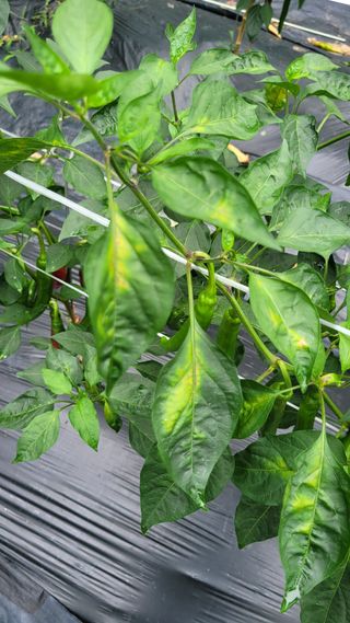 백이택님의 고추 · 병해충상담 작성글 사진