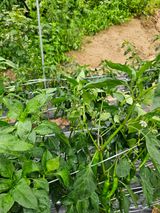 팜모닝 고추·병해충상담 게시글 이미지