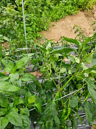 박성재님의 고추 · 병해충상담 작성글 사진