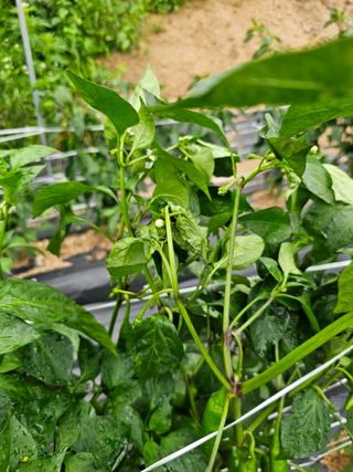 박성재님의 고추 · 병해충상담 작성글 사진