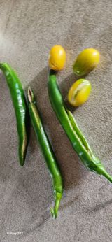 팜모닝 자유주제·자유게시판 게시글 이미지