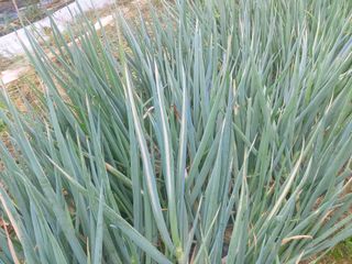 청암농원님의 농사, 무엇이든 물어보세요! · 참여글 작성글 사진