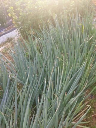 청암농원님의 농사, 무엇이든 물어보세요! · 참여글 작성글 사진