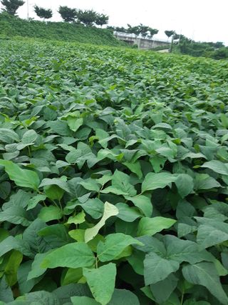 안재명님의 팜모닝 · 출석 작성글 사진