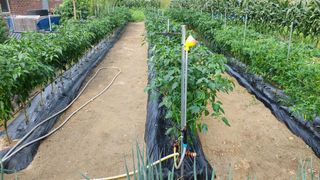 관음손가네님의 고추 · 영농일지 작성글 사진