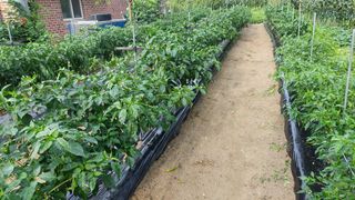 관음손가네님의 고추 · 영농일지 작성글 사진