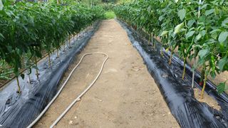 관음손가네님의 고추 · 영농일지 작성글 사진