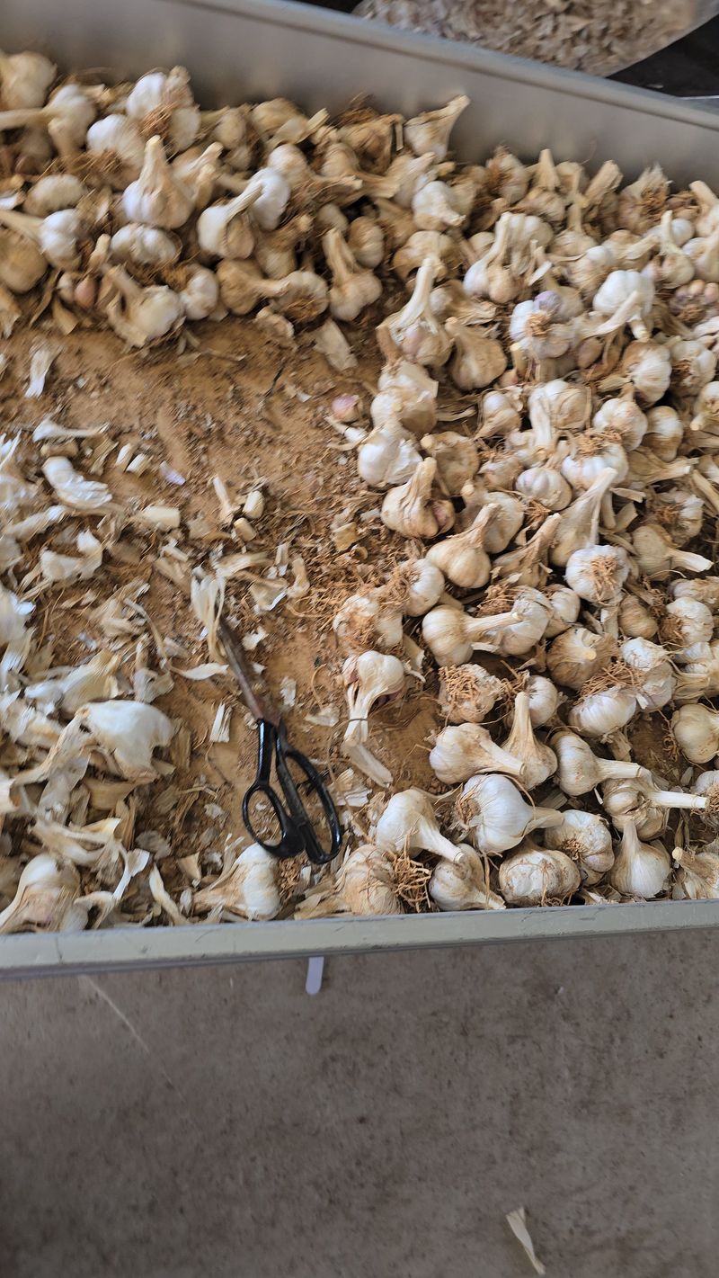 무안정농장님의 장터 판매 상품 [무안 마늘 한접(중대 혼합)] 첨부 사진