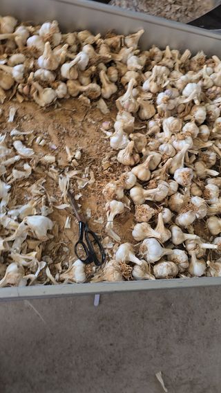 무안정농장님의 작성글 사진