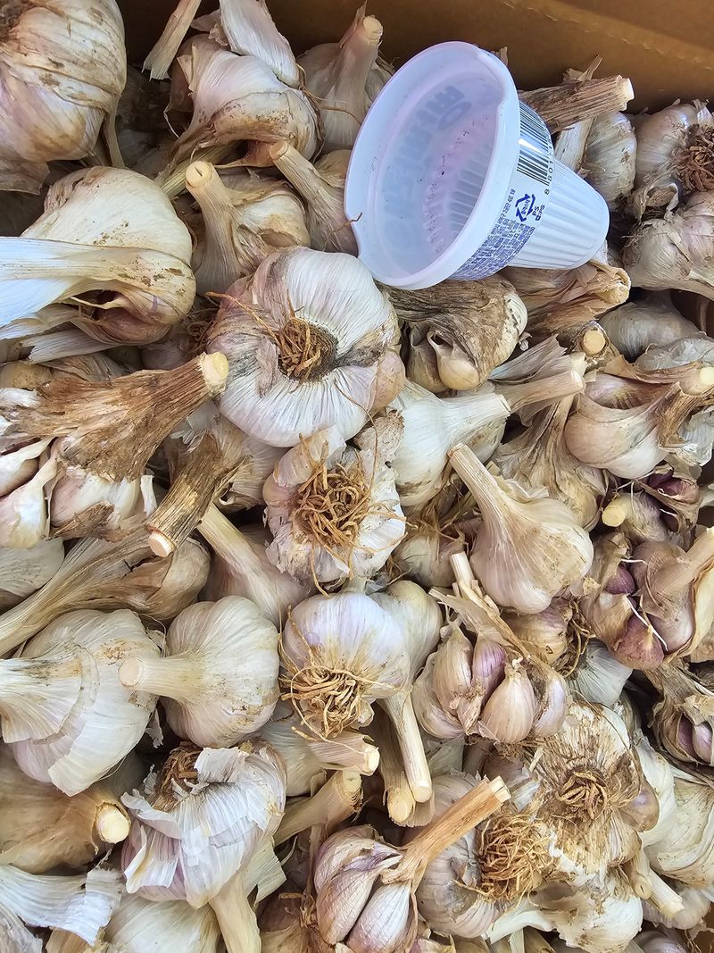 무안정농장님의 장터 판매 상품 [무안 마늘 한접(중대 혼합)] 첨부 사진