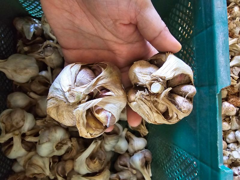 무안정농장님의 장터 판매 상품 [무안 마늘 한접(중대 혼합)] 첨부 사진