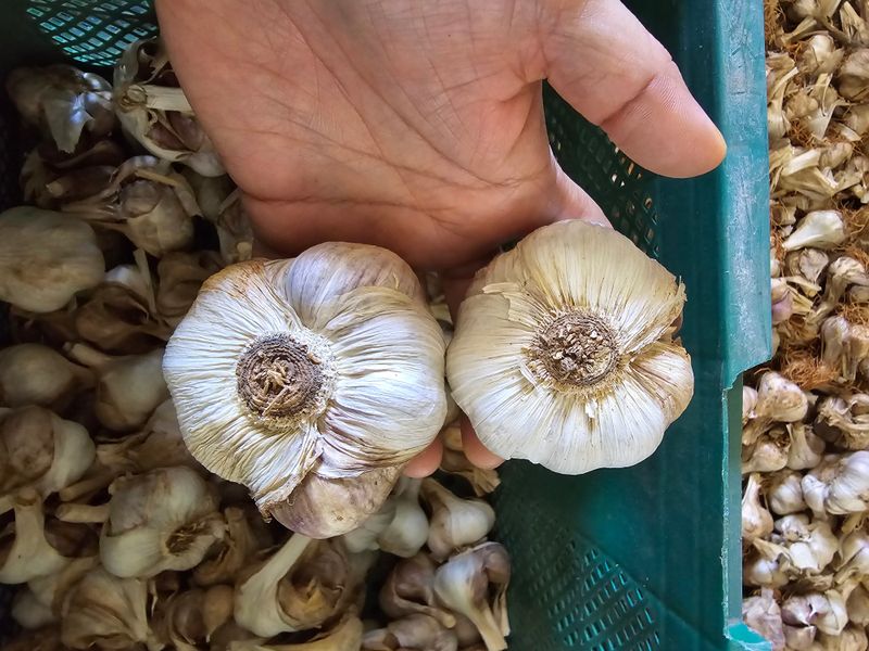 무안정농장님의 장터 판매 상품 [무안 마늘 한접(중대 혼합)] 첨부 사진