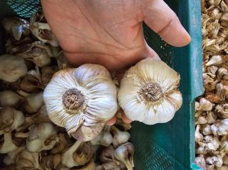 무안정농장님의 작성글 사진