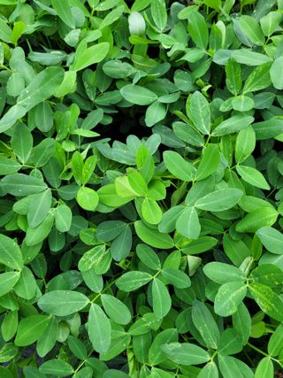 정찬길 님의 콩 · 병해충상담 작성글 사진