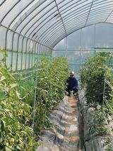 팜모닝 토마토·병해충상담 게시글 이미지