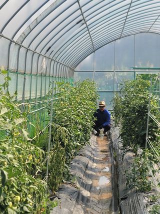 농사초보님의 토마토 · 병해충상담 작성글 사진